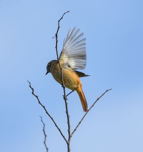 ジョウビタキ飛翔0.1秒前‼︎