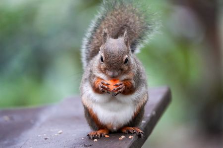 ニホンリス•にんじんモグモグ