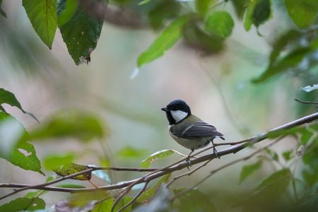 シジュウカラと緑
