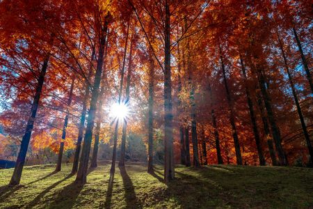 光が描く秋の道