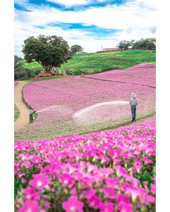 咲き誇る花と、見えない努力