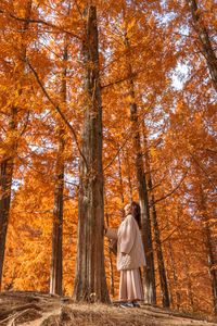 メタセコイアの下で秋を見上げる