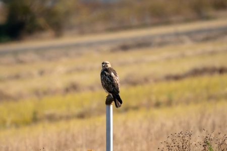 狩りの前のひとやすみ