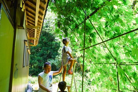 じいじとゴーヤ取り