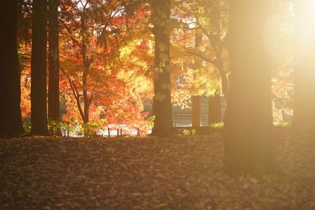 紅葉とブラックミストフィルター