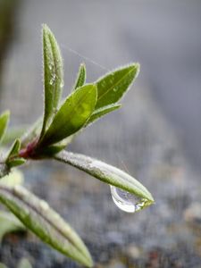 梅雨に濡れる葉