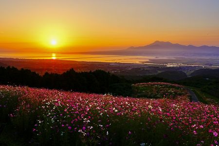 白木峰の朝日とコスモス