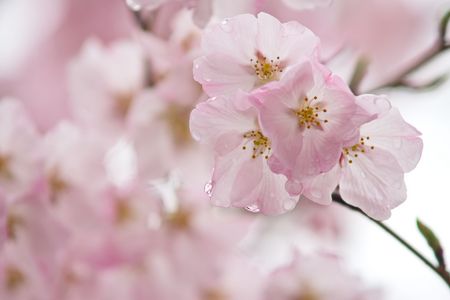 ジンダイアケボノ