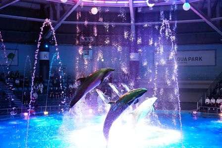 ナイトイルカショー