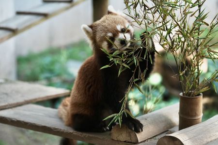 レッサーパンダ