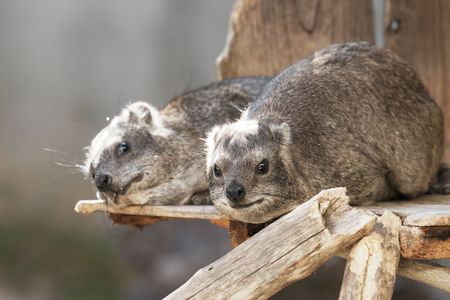 ケープハイラックスs