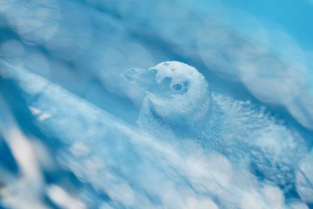 マゼランベビー