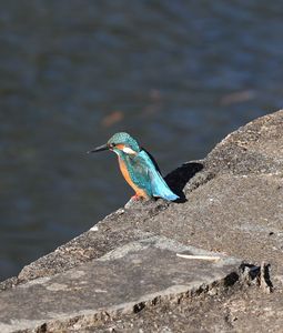 都会の護岸のカワセミ　Ⅱ