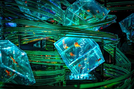 アートアクアリウム