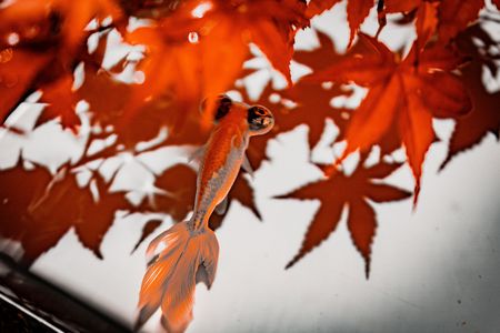 アートアクアリウム