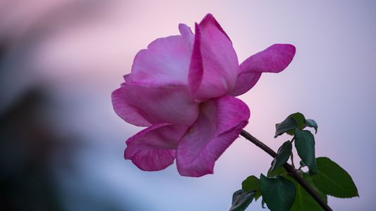 可憐にかわいらしく