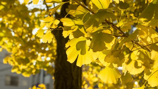 いちょうはぁと