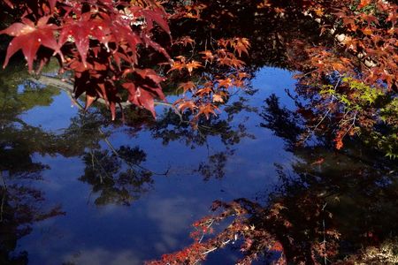 秋晴れのもみじ