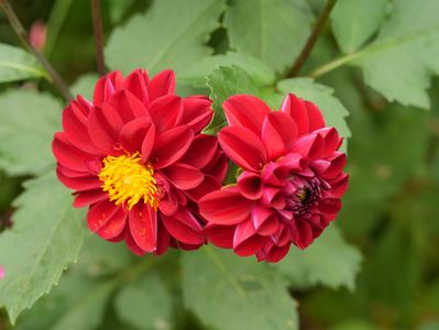 あやせローズガーデンにて