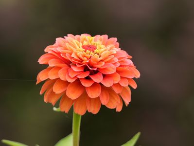 あやせローズガーデンにて