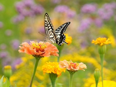 秋の花たちの蜜を探して