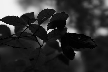 モノクロの世界