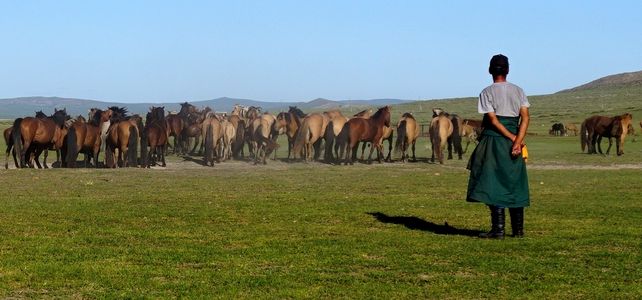 半野生馬の群れを見定め