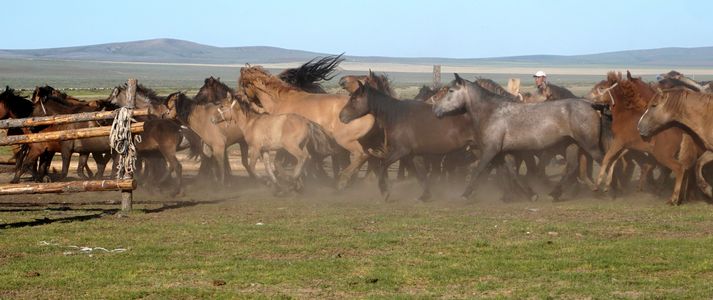 半野生馬群、疾走