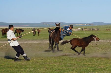 半野生馬を捕獲