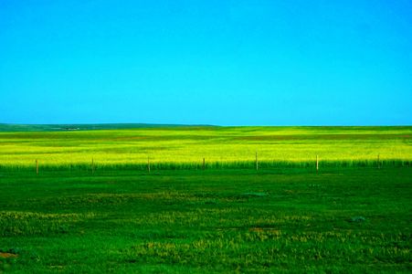 小麦畑…6割、国旗似？