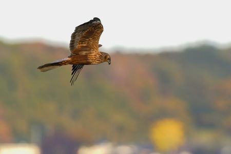 里山の紅葉とチュウヒ(鷹)
