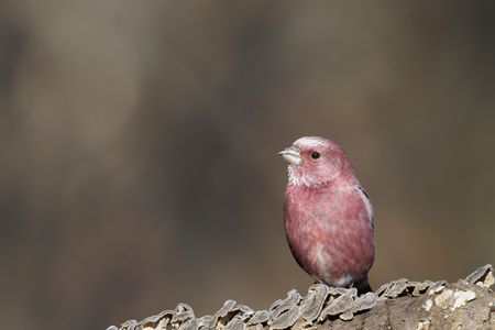 オオマシコくん、いい表情♫