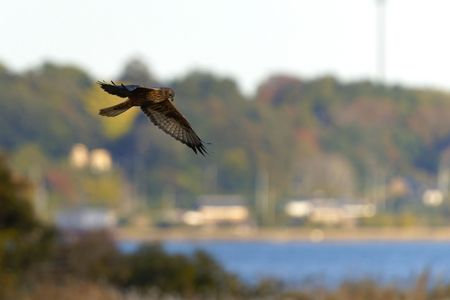 里山の紅葉とチュウヒ