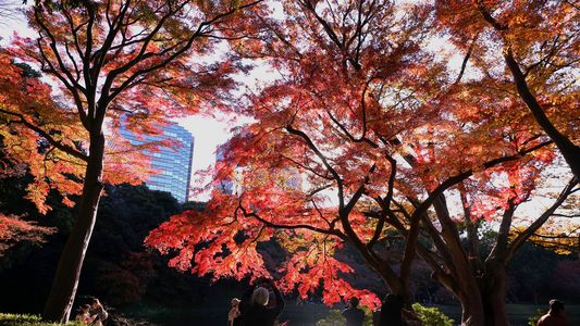 小石川後楽園の秋