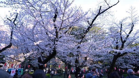 上野恩賜公園の桜