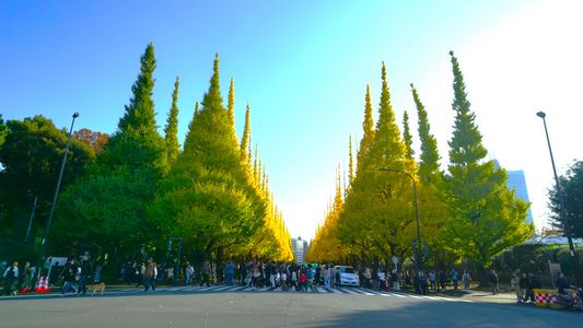 神宮外苑の紅葉