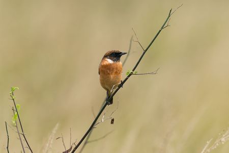 この子達を撮影する季節になりましたね！