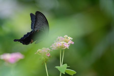 バタフライガーデン
