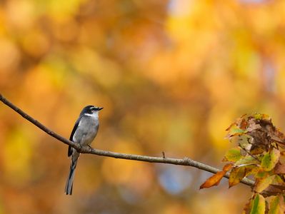 リュウキュウサンショウクイ