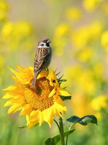季節外れのひまわりの上で