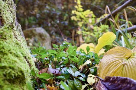  森の片隅の小さな舞台