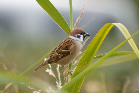 オギとスズメ