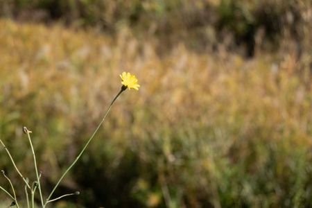 多分秋のたんぽぽ