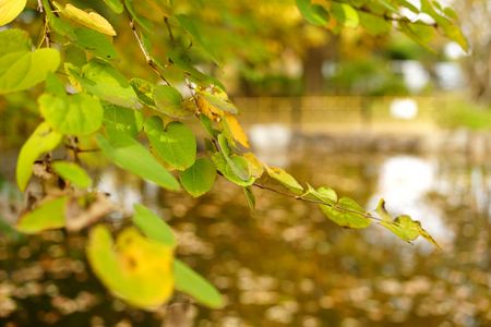 移ろいゆく季節