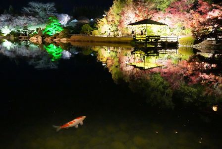 夜の紅葉と揺蕩う鯉