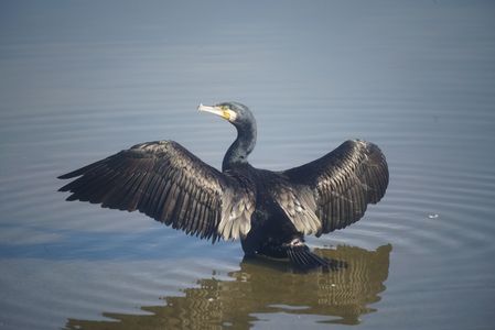 カワウの日光浴