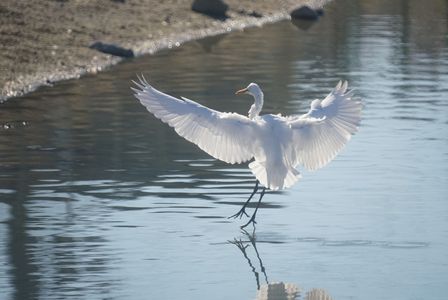 ダイサギ水面に立つ