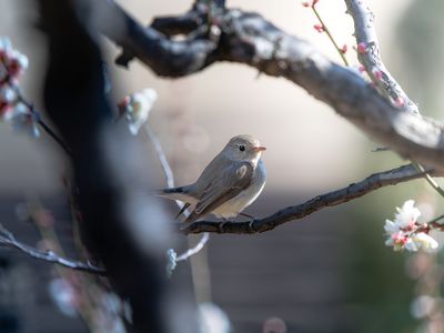 尾白な見返り美人さん