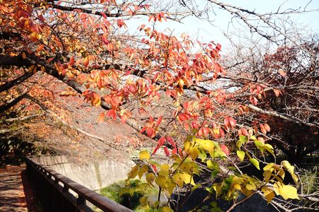 枝垂れ桜（秋Version）