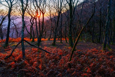 燈（ともしび）の森